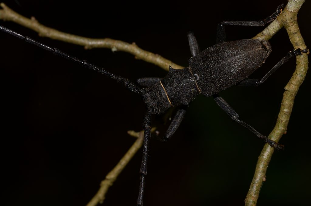 Cerambycidae: Morimus?  Sì, Morimus asper asper